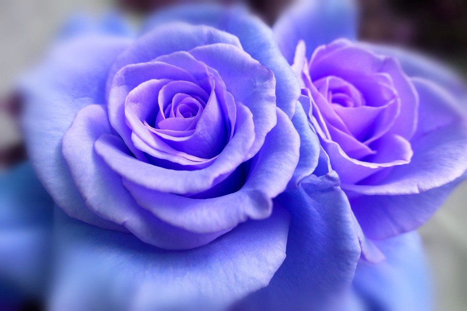 Image result for blue, blue violet, violet, and red violet picture